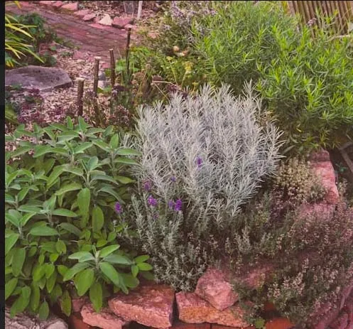 Expert yard maintenance experts serving Pittsboro, NC - Hendalls Edible Landscaping