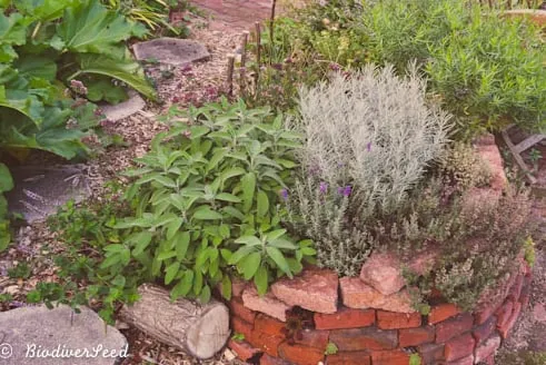 Local garden landscaping for beautiful yards in Pittsboro, NC by Hendalls Edible Landscaping