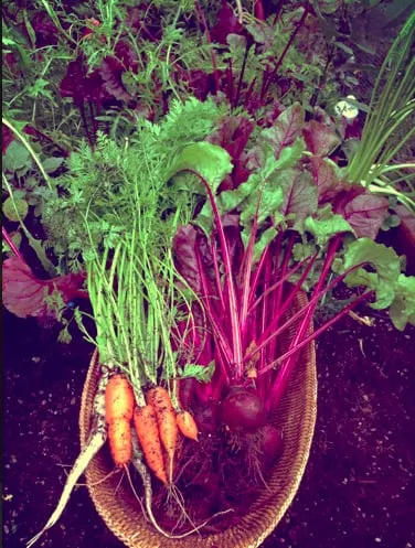 Expert outdoor landscaping for year-round maintenance in Pittsboro, NC by Hendalls Edible Landscaping