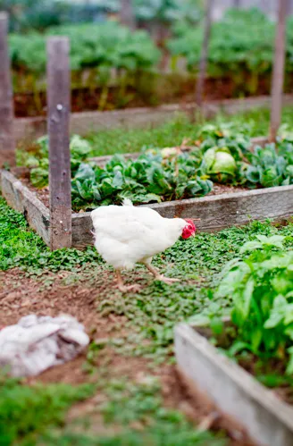 Expert yard cleanup service in Pittsboro, NC by Hendalls Edible Landscaping