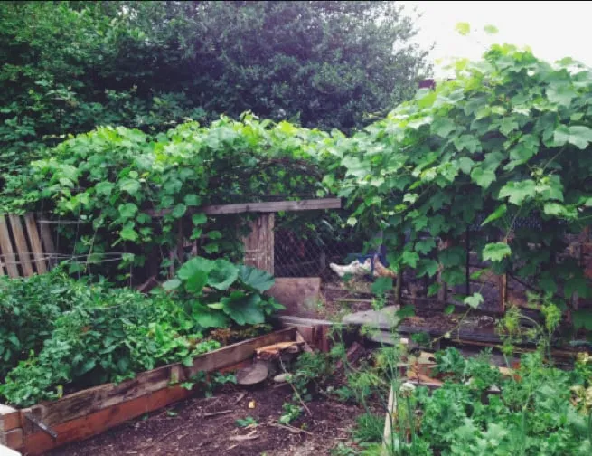 Expert residential landscaping experts serving Pittsboro, NC - Hendalls Edible Landscaping