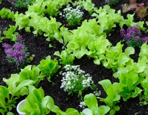 Trusted residential landscaping for beautiful yards in Pittsboro, NC by Hendalls Edible Landscaping