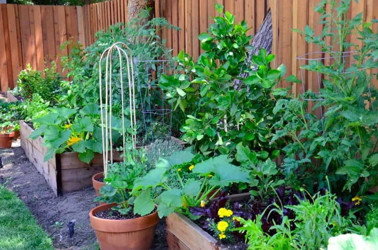 Affordable yard maintenance for residential properties across Pittsboro, NC - Hendalls Edible Landscaping