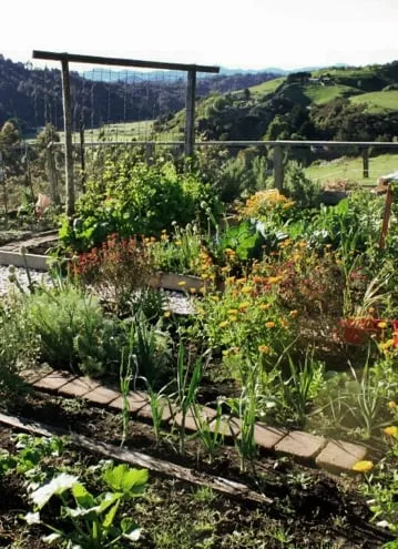 Top-rated yard maintenance for outdoor upgrades in Pittsboro, NC by Hendalls Edible Landscaping