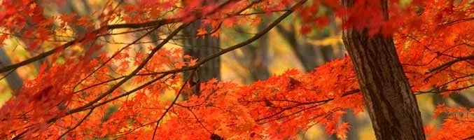 Local outdoor landscaping in Hamilton, OH - Hendel's Tree Service & Landscaping