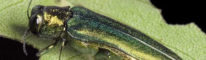 Affordable landscape installation for residential properties in Hamilton, OH by Hendel's Tree Service & Landscaping