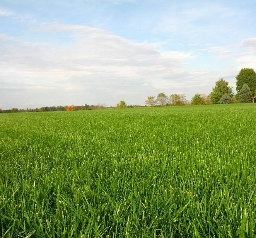 Affordable yard cleanup service for outdoor upgrades across Springboro, OH - Henderson Turf Farms