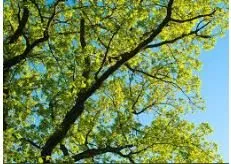 Affordable lawn mowing service with custom design in Thackerville, OK by Hendrixson Tree Service