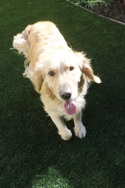 Professional yard maintenance in Deltona, FL by Hendy Turf