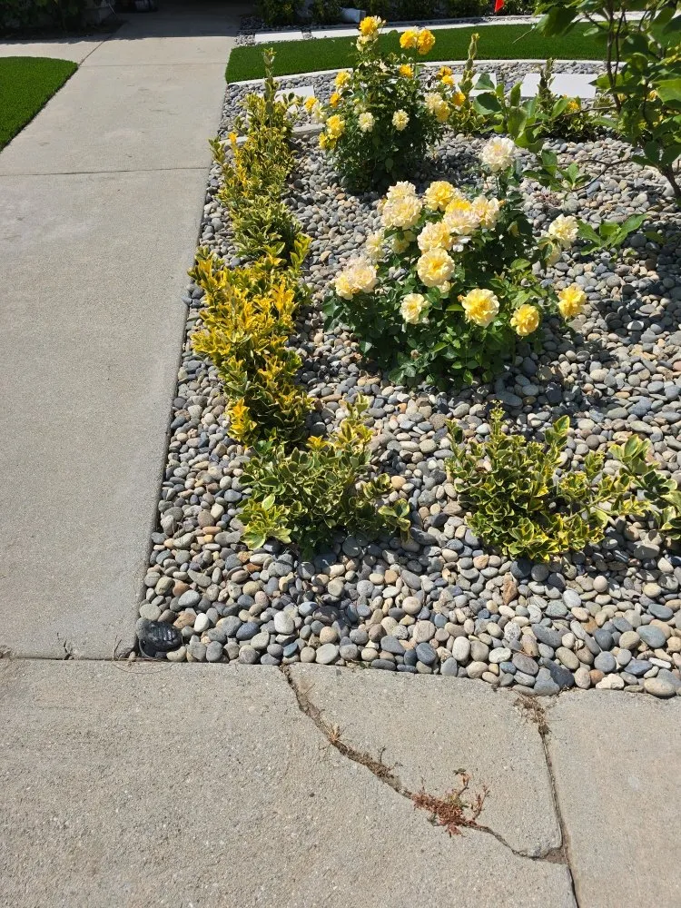 Affordable lawn care service in Reseda, CA - Henriquez Landscaping