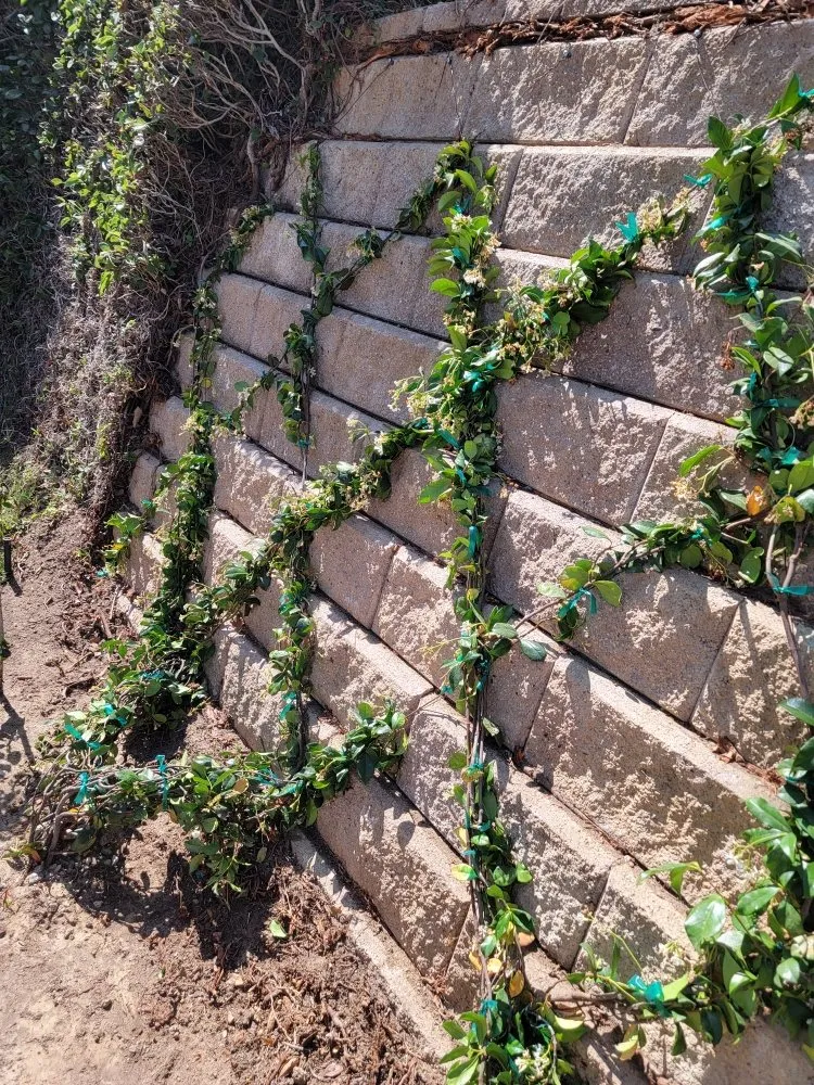 Top-rated yard maintenance experts serving Reseda, CA - Henriquez Landscaping