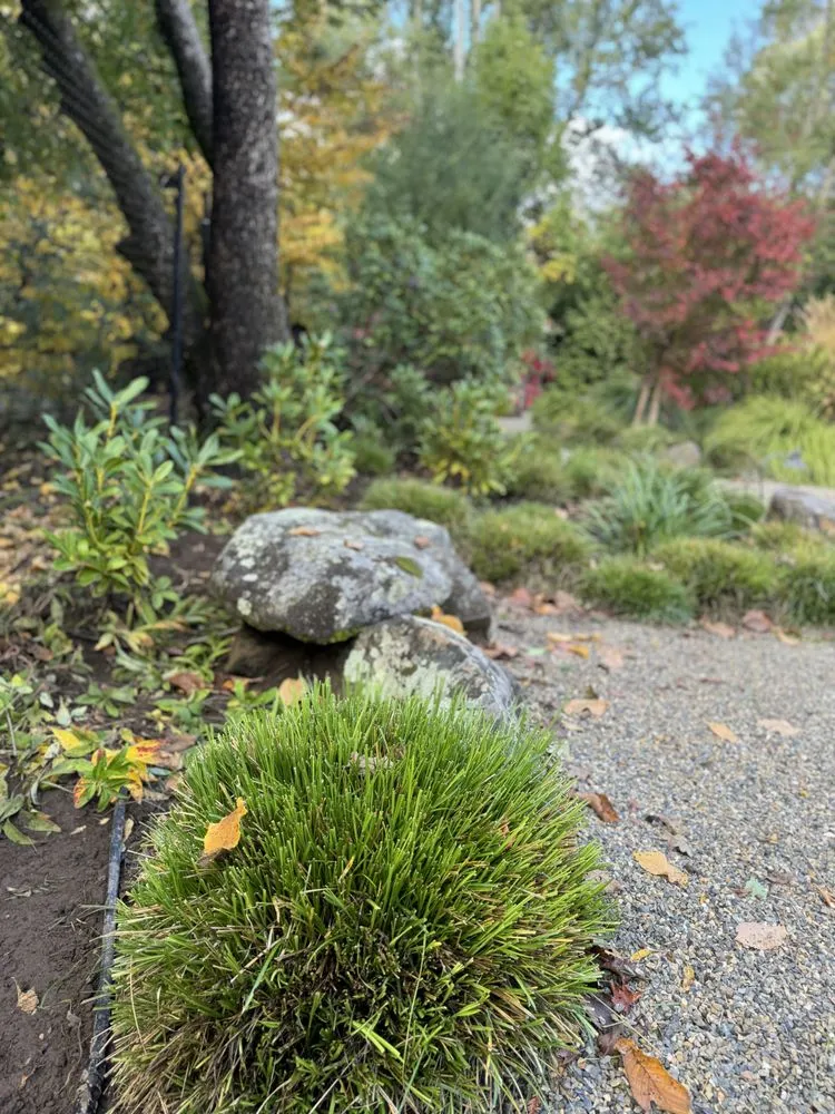 Top-rated yard cleanup service experts serving San Rafael, CA - Henry Buder's Landscape Restoration