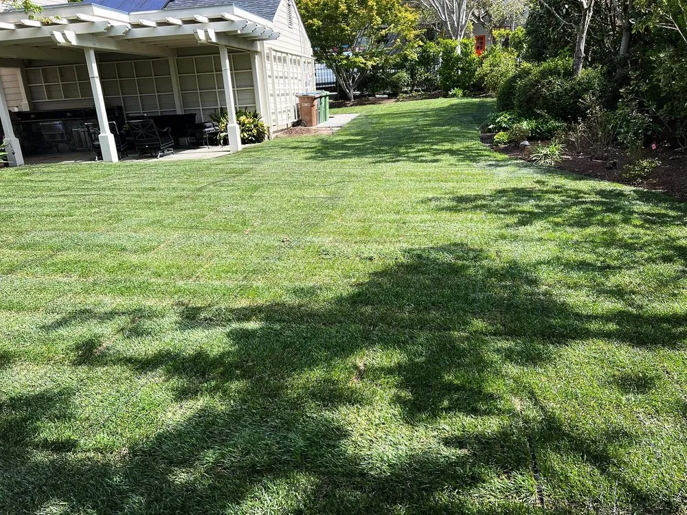 Reliable landscape installation in San Rafael, CA by Henry Buder's Landscape Restoration