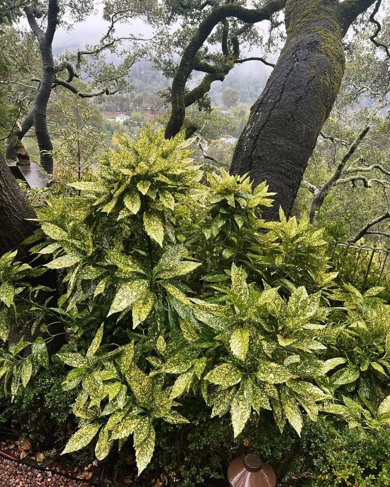 Professional landscape installation for year-round maintenance in San Rafael, CA by Henry Buder's Landscape Restoration