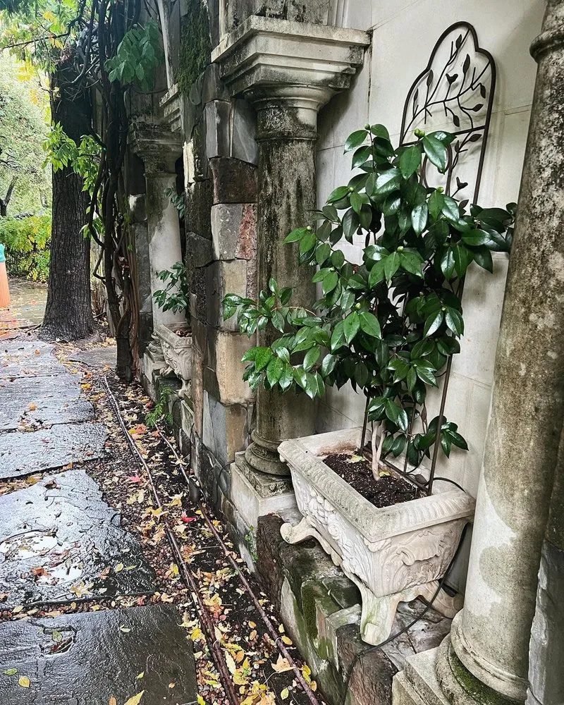 Trusted landscape design for year-round maintenance across San Rafael, CA - Henry Buder's Landscape Restoration