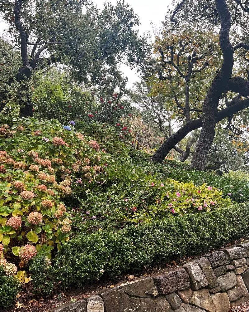 Expert lawn mowing service for year-round maintenance in San Rafael, CA by Henry Buder's Landscape Restoration