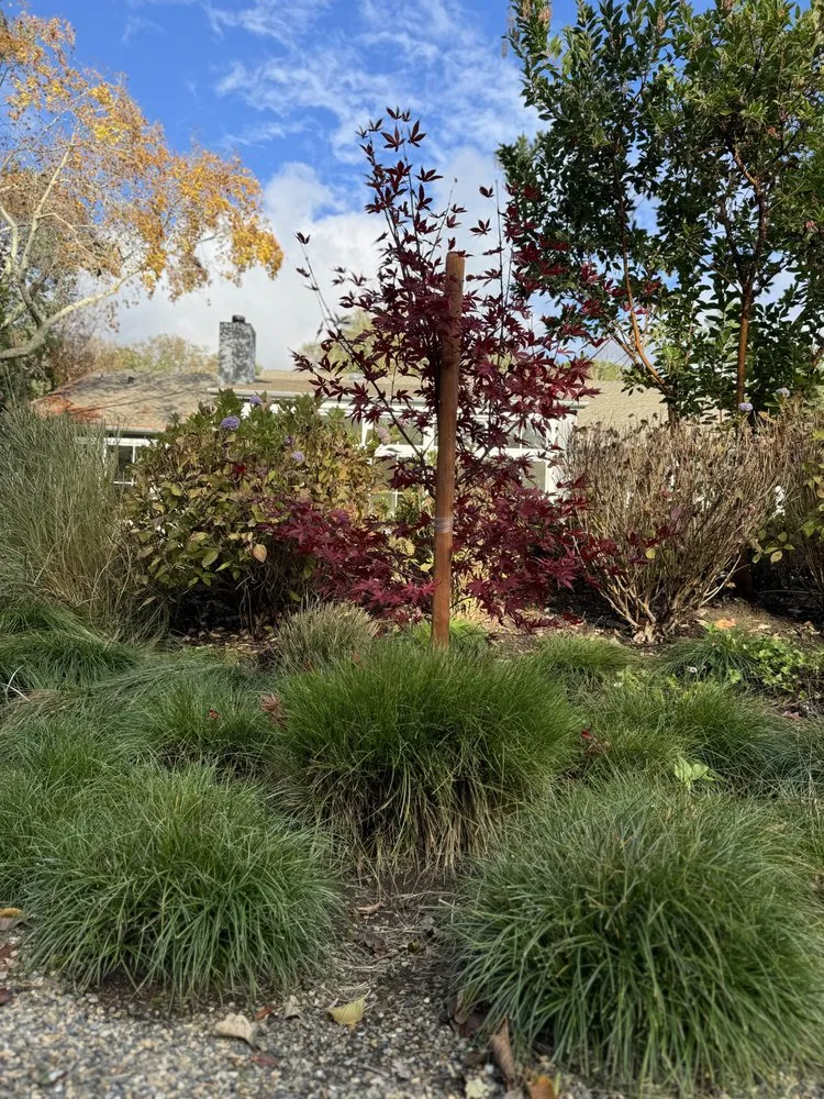 Trusted yard cleanup service for outdoor upgrades in San Rafael, CA by Henry Buder's Landscape Restoration