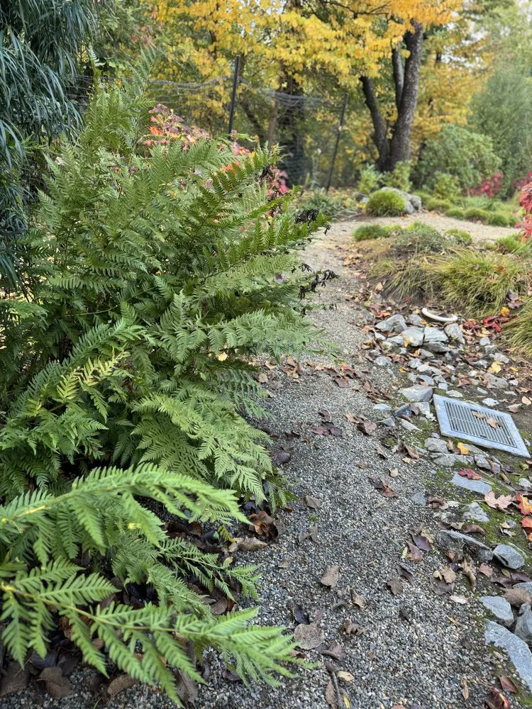 Professional garden landscaping for beautiful yards in San Rafael, CA by Henry Buder's Landscape Restoration