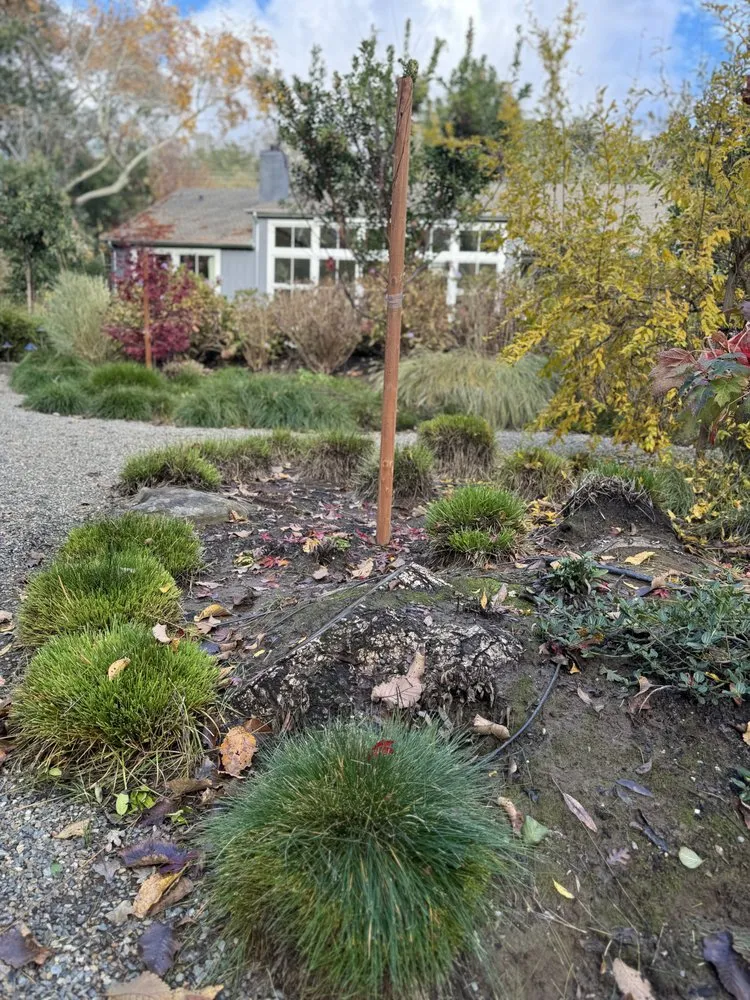 Reliable landscape installation for residential properties across San Rafael, CA - Henry Buder's Landscape Restoration