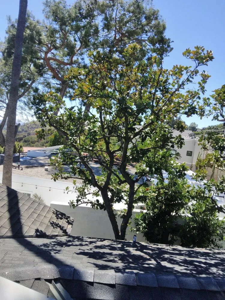 Reliable lawn mowing service experts serving Los Angeles, CA - Henry Gardening