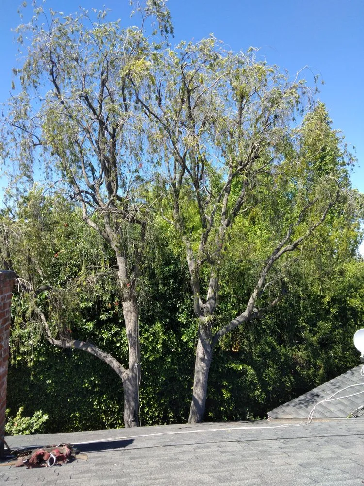 Custom landscaping services in Los Angeles, CA by Henry Gardening