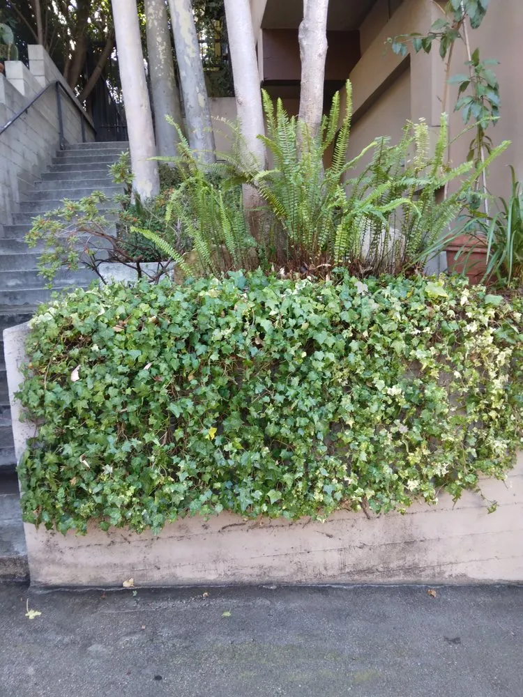 Local lawn mowing service for year-round maintenance across Los Angeles, CA - Henry Gardening