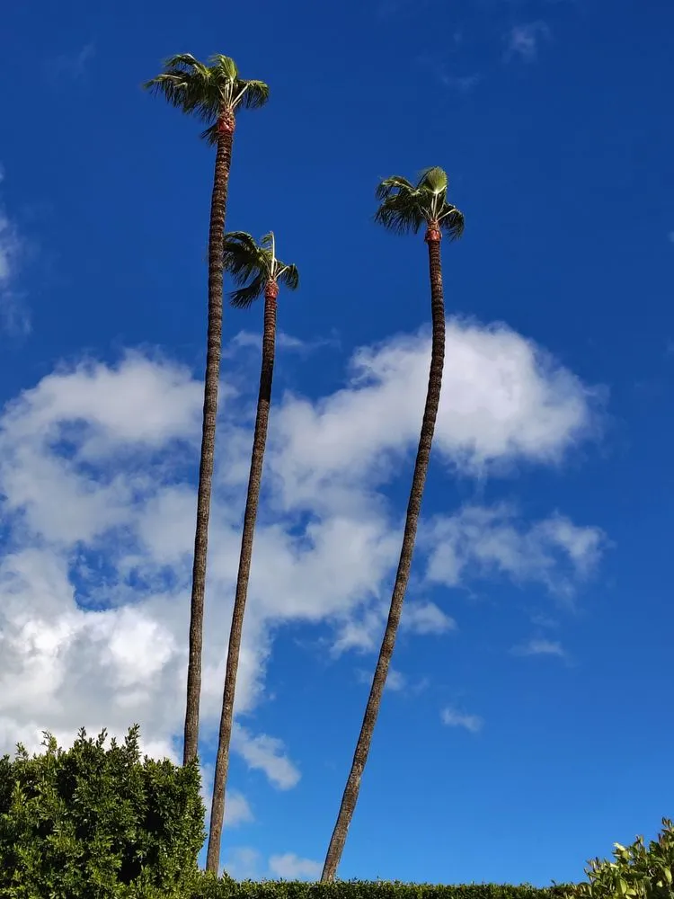 Professional yard cleanup service with custom design in Los Angeles, CA by Henry Gardening