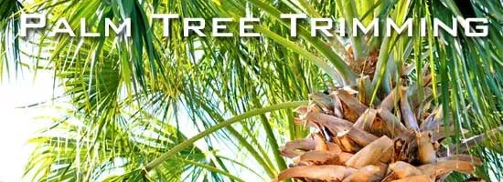 Professional yard maintenance near you across Largo, FL - Henry G's Lawn Care & Landscaping