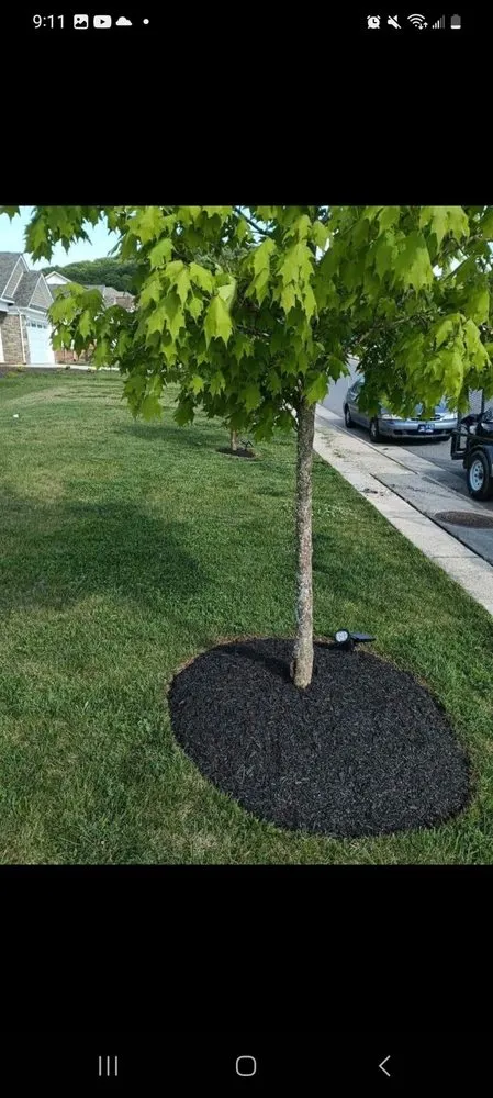 Expert yard cleanup service experts serving Baytown, TX - Henry Landscape Services