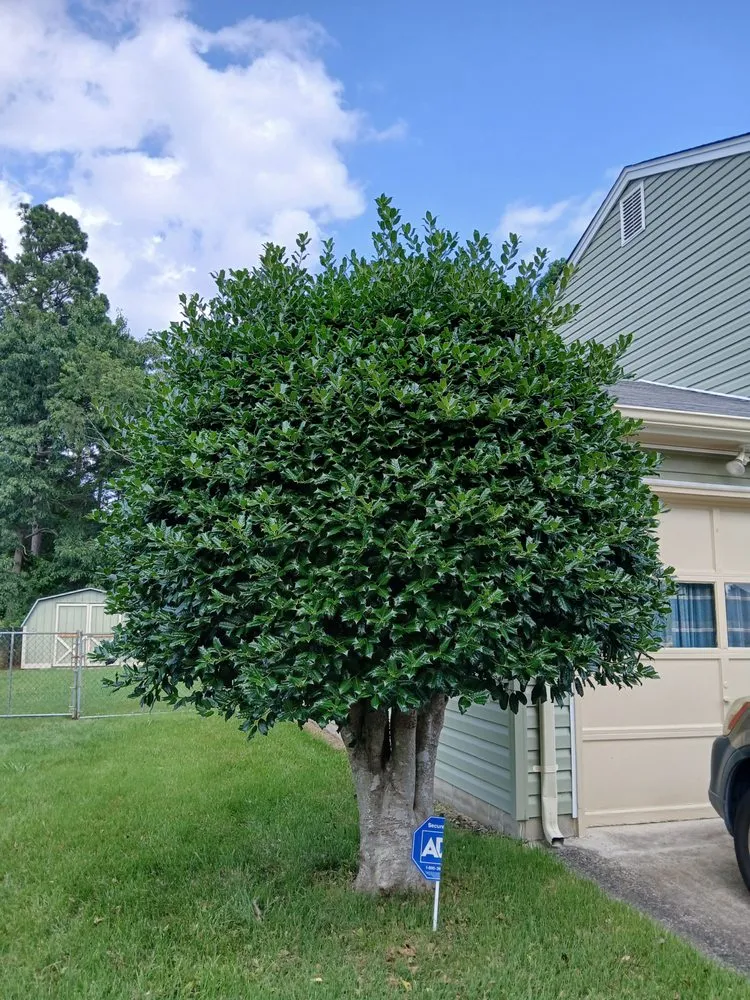 Top-rated landscaping services for outdoor upgrades across Petersburg, VA - Henry MB Lawn Care Service