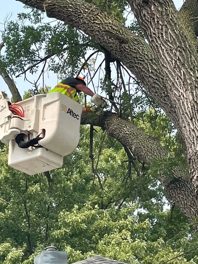 Affordable landscape design for residential properties across Phillips, NE - Henry Thompson Tree Service