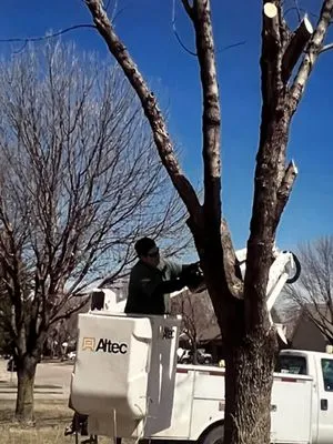 Henry Thompson Tree Service