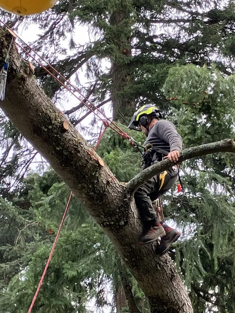 Top-rated lawn mowing service experts serving Langley, WA - Henry Tree Service