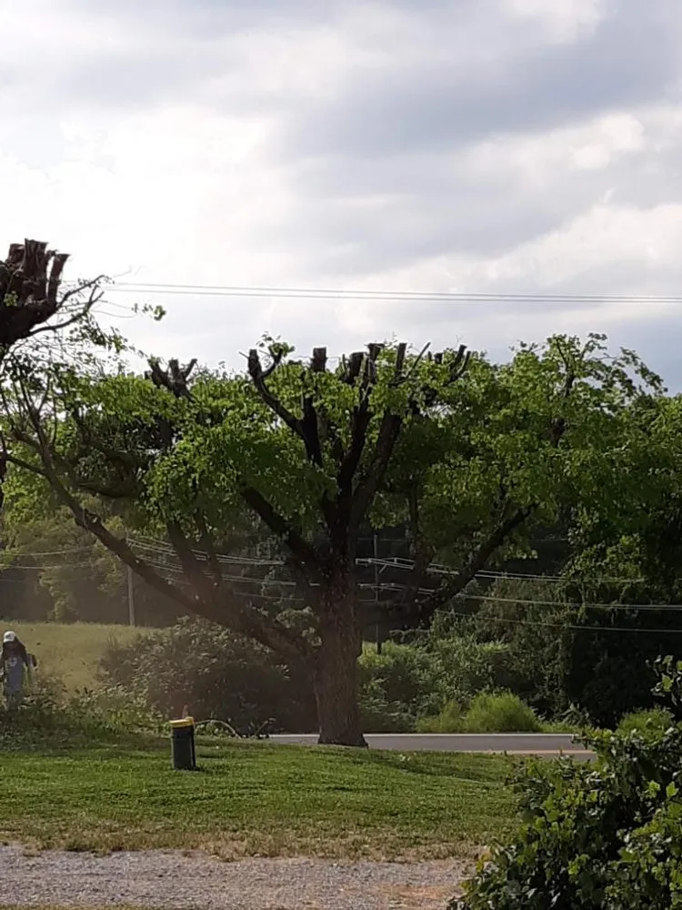 Local yard cleanup service for residential properties in Frederick, MD by Henry’s Landscaping