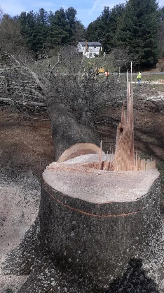 Top-rated yard cleanup service for beautiful yards in Frederick, MD by Henry’s Landscaping