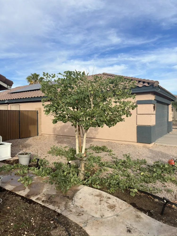 Local landscape installation in Gilbert, AZ - Henry’s Landscaping