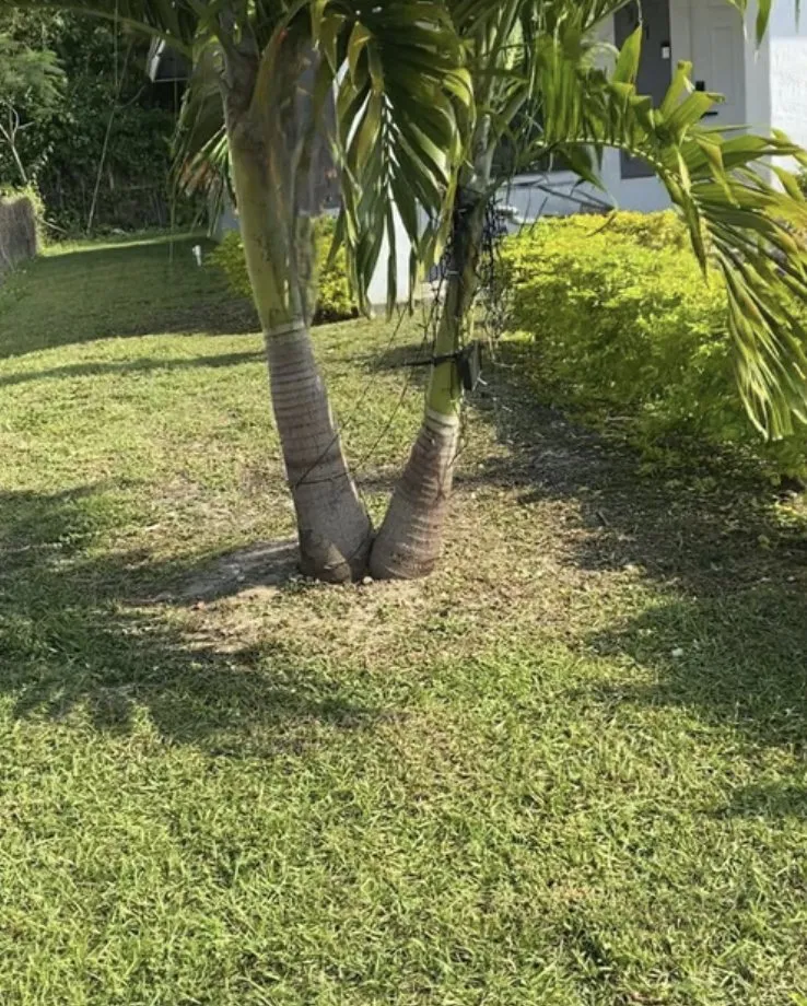 Reliable outdoor landscaping in Miami, FL by Henrys Landscaping