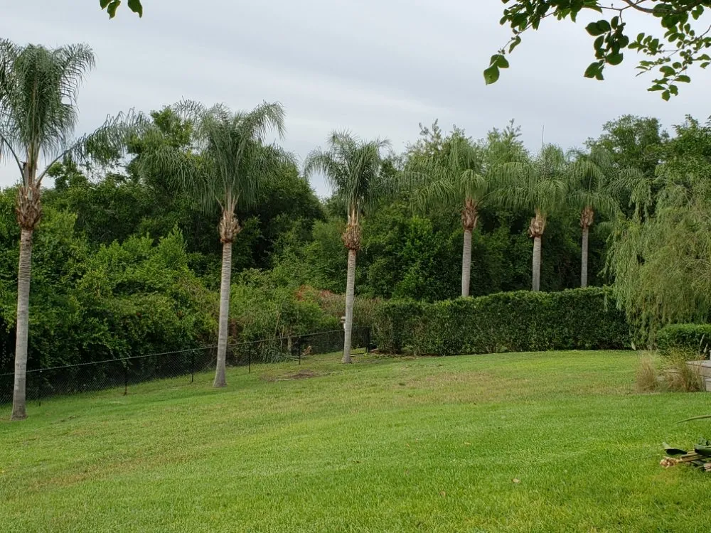 Expert landscape installation in Orlando, FL by Henry's Landscaping