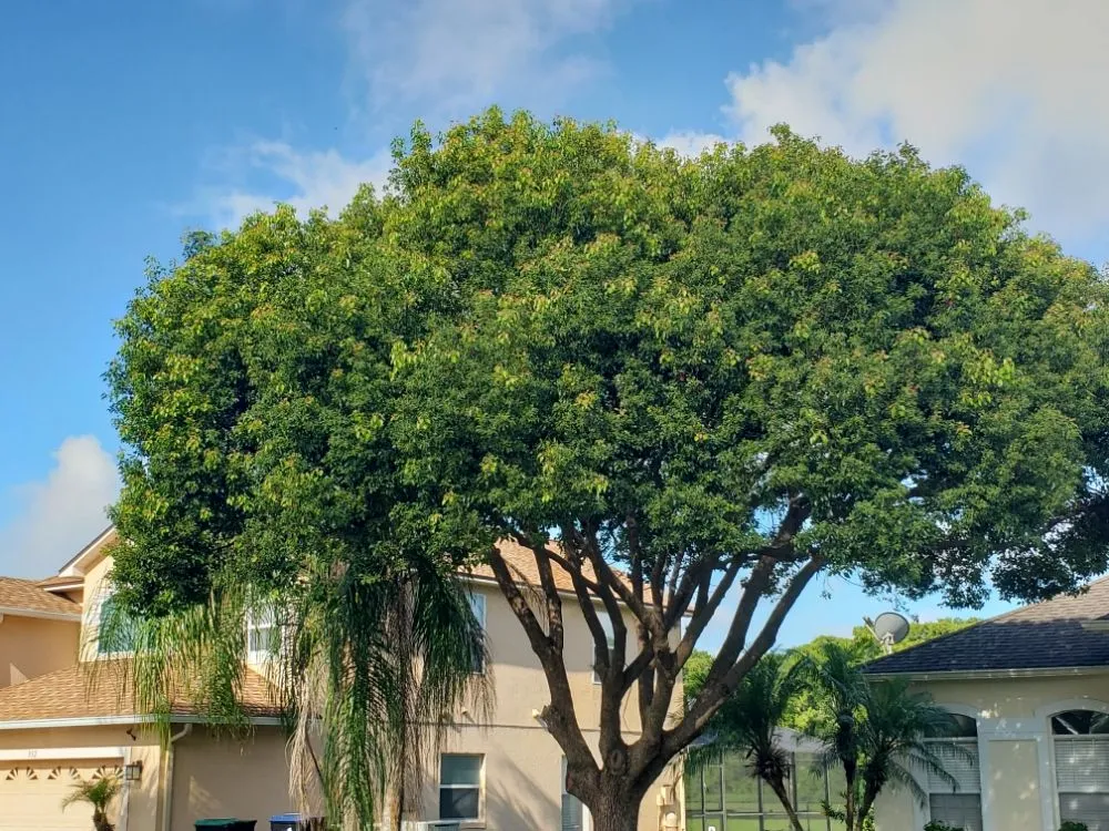 Affordable landscaping services in Orlando, FL - Henry's Landscaping