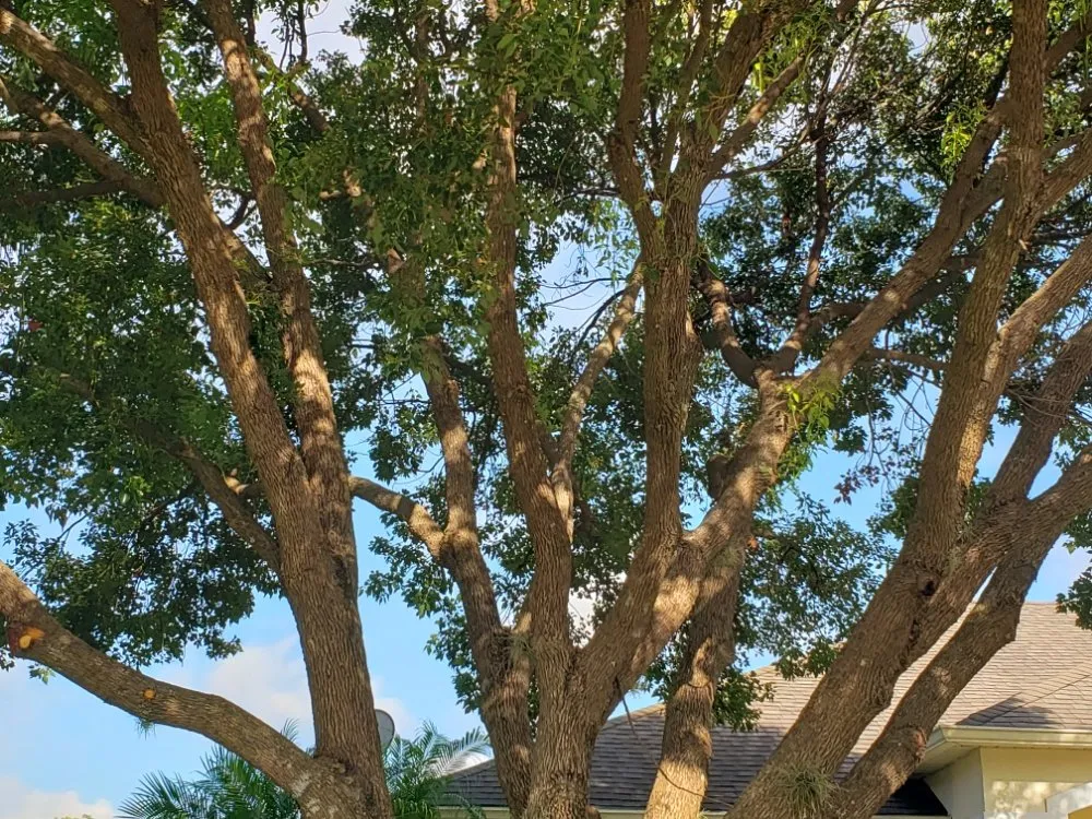 Affordable landscape installation with custom design across Orlando, FL - Henry's Landscaping