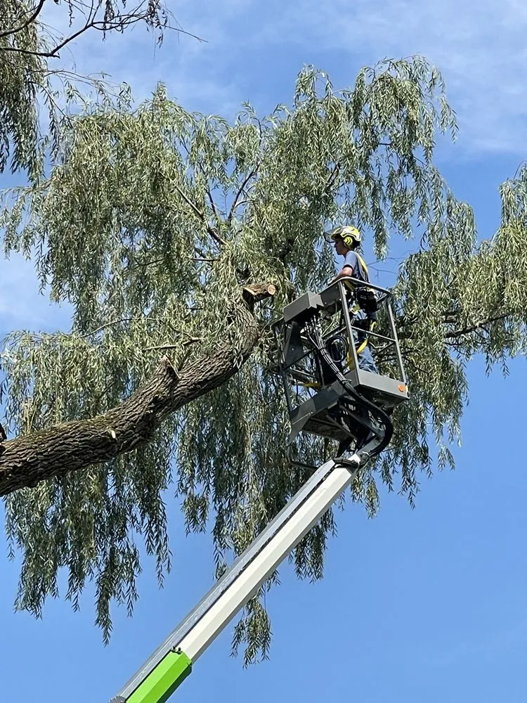 Expert yard cleanup service for outdoor upgrades in Livonia, MI by Henry's Lawn and Tree