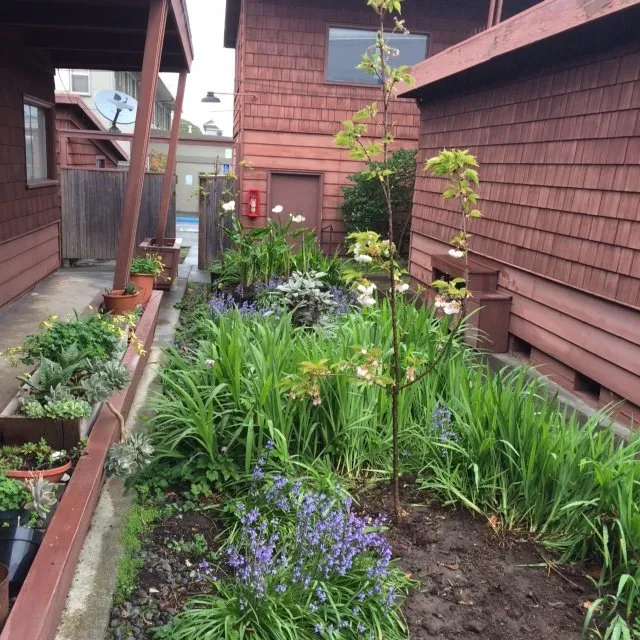 Affordable yard maintenance near you in Arcata, CA by Henry's Solar Powered Landscape Maintenance