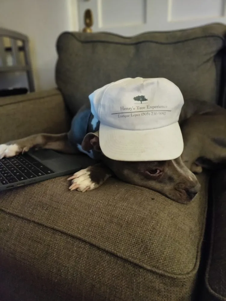 Custom yard cleanup service in Santa Fe, NM - Henry’s Tree Experience