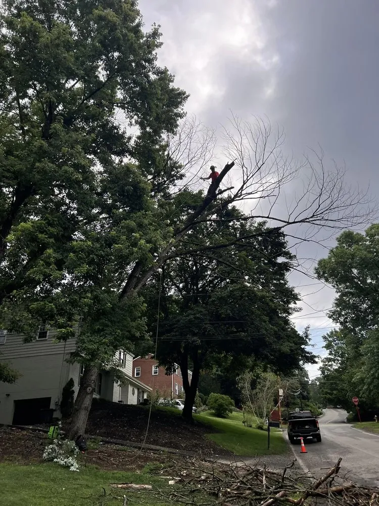 Trusted yard cleanup service for outdoor upgrades across Gibsonia, PA - Hepp Landscaping