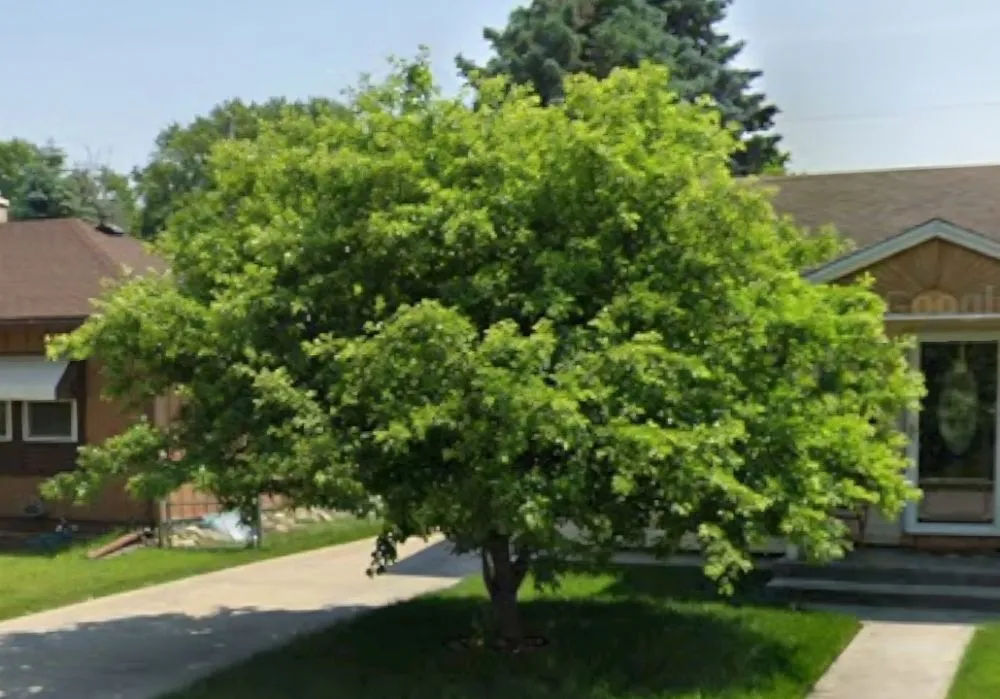 Custom landscape installation for residential properties across Waukesha, WI - Heraldo Landscaping Services