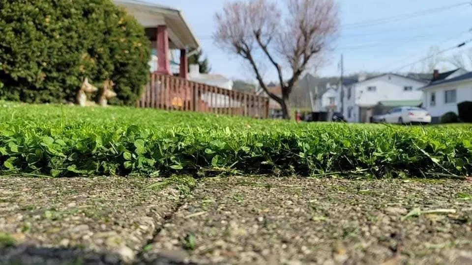 Professional yard maintenance in Maysville, KY by Herald's Lawn Care And More