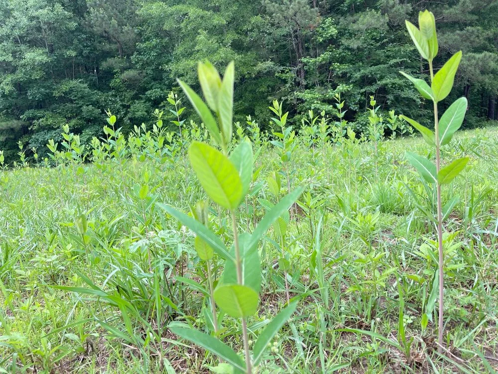 Local landscape installation in Greenwood, SC by Herbal Gardens Homestead Garden Design & Lawn Care