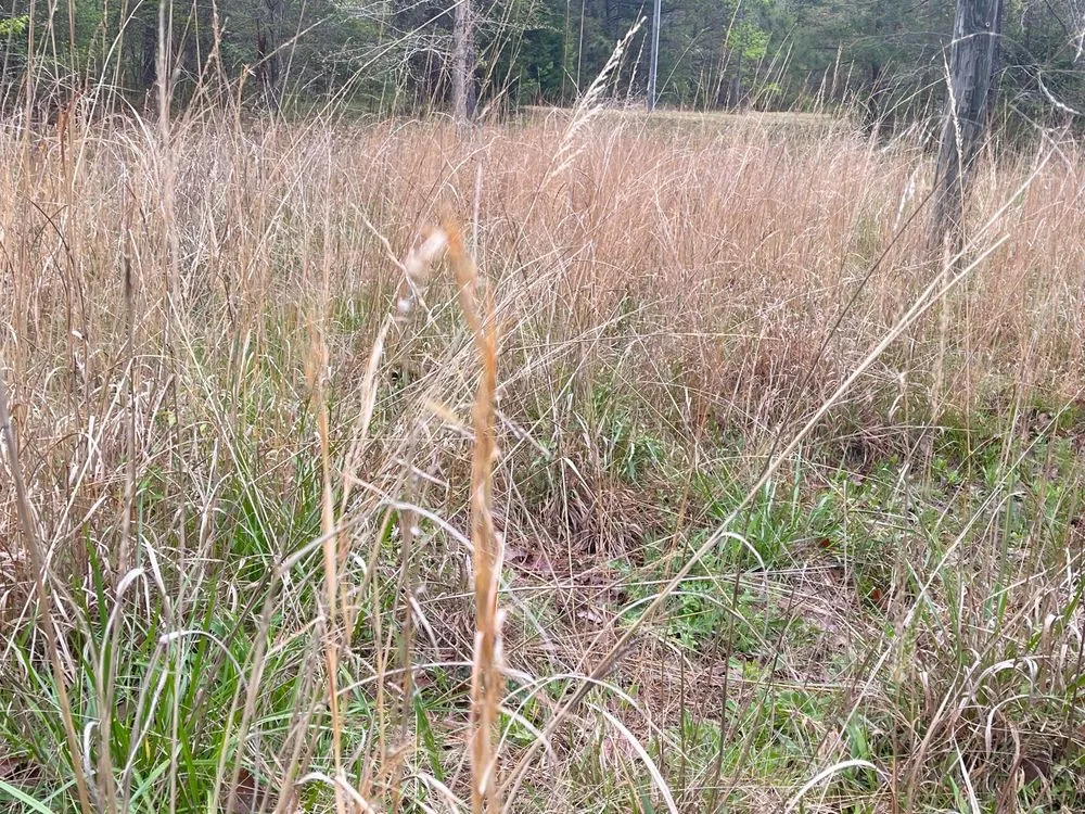 Top-rated residential landscaping experts serving Greenwood, SC - Herbal Gardens Homestead Garden Design & Lawn Care