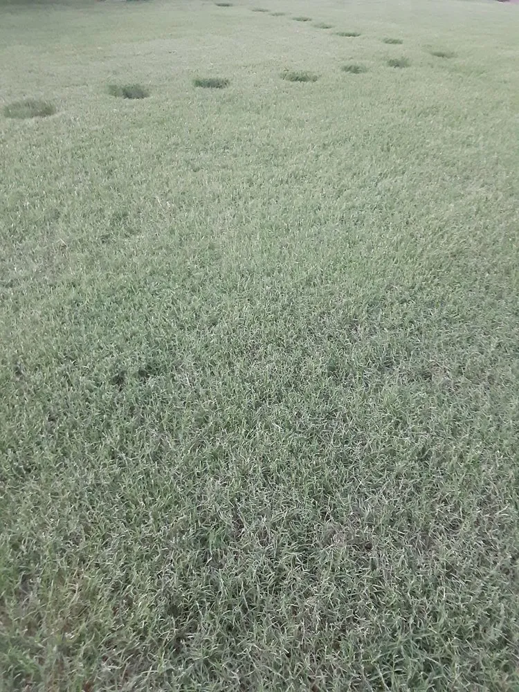 Top-rated landscaping services for outdoor upgrades in Memphis, TN by Herbi-Systems