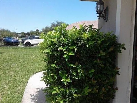 Trusted lawn care service for year-round maintenance in Saint Augustine, FL by Herbie's Lawn Care